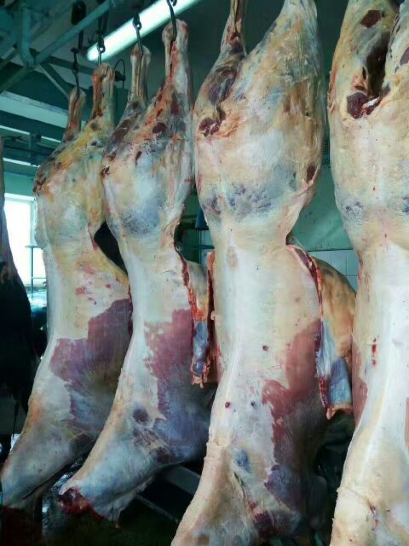 马肉冷冻