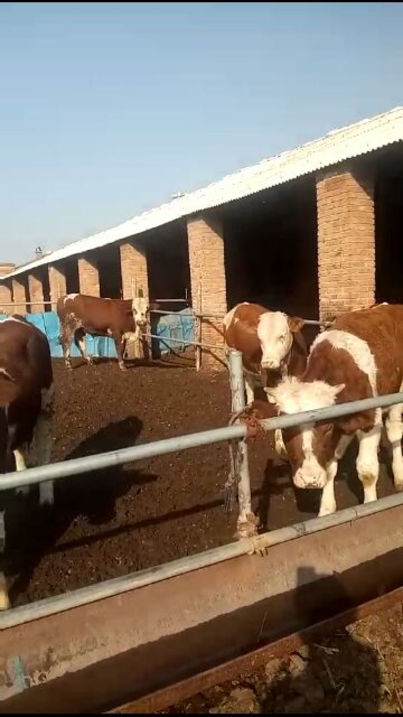 西门塔尔牛犊200~300kg