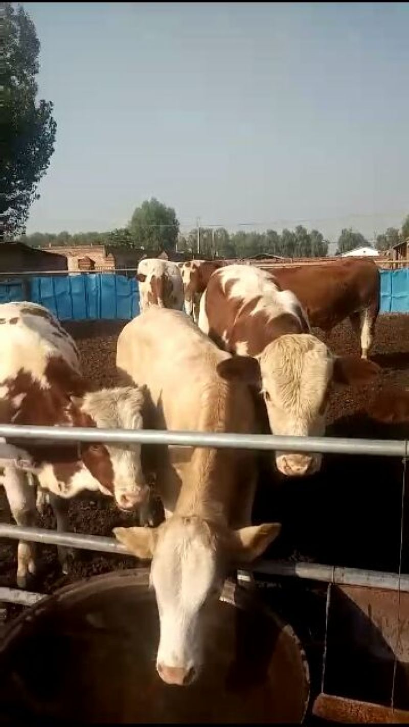 西门塔尔牛犊200~300kg