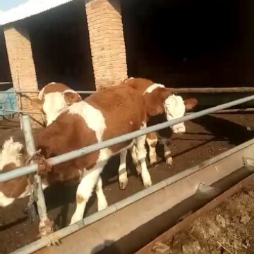 西门塔尔牛犊200~300kg