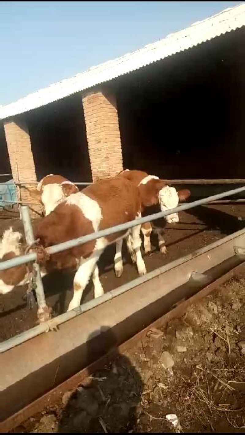 西门塔尔牛犊200~300kg