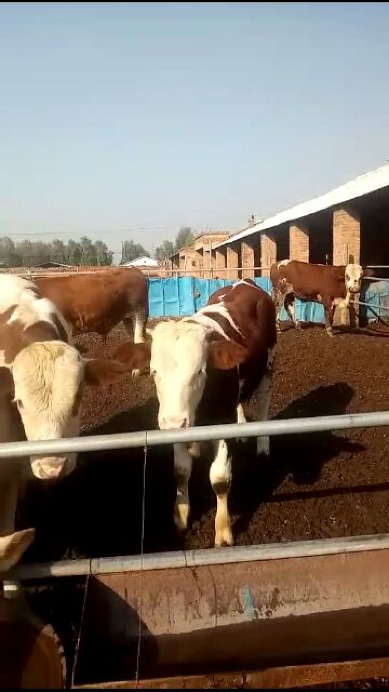 西门塔尔牛犊200~300kg