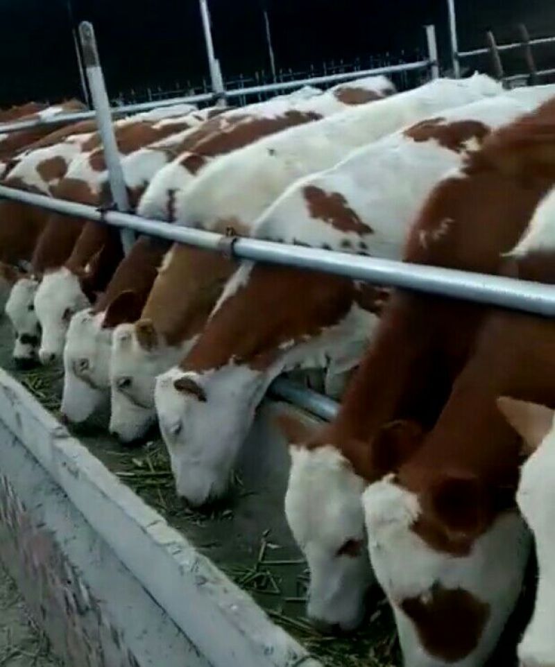西门塔尔牛犊200~300kg