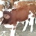 西门塔尔牛犊200~300kg