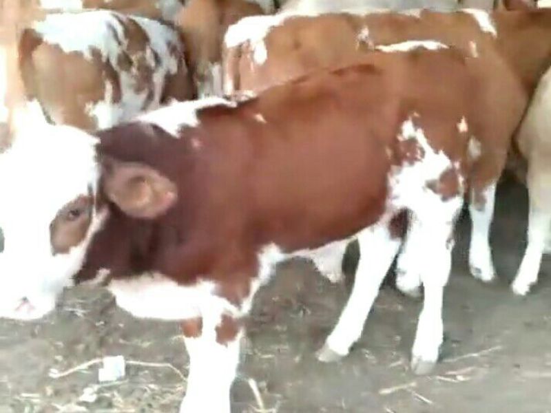 西门塔尔牛犊200~300kg