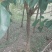 大叶女贞10~12cm