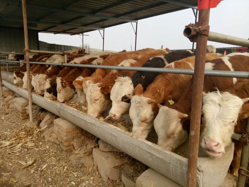 西门塔尔牛犊200~300kg