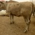 西门塔尔牛犊200~300kg