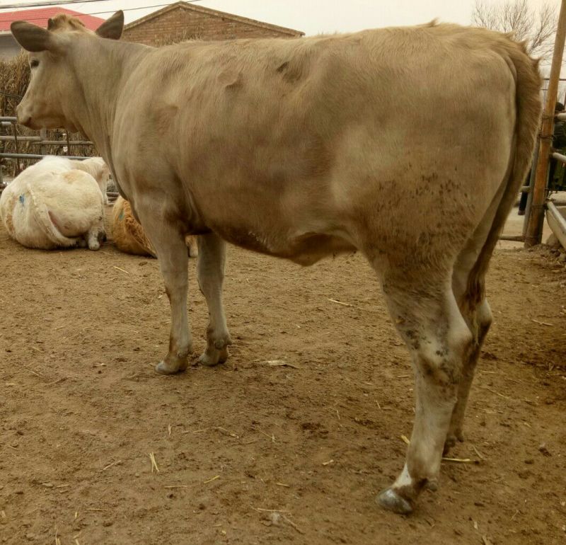 西门塔尔牛犊200~300kg