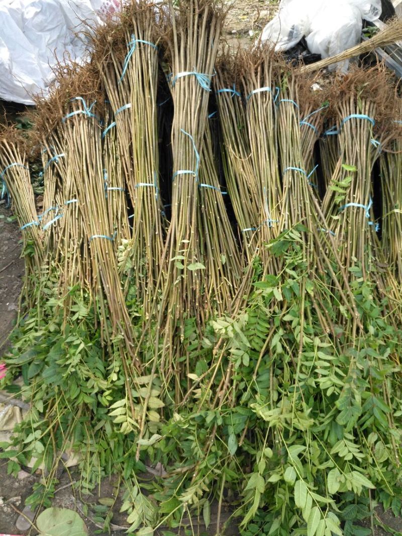 红油香椿苗10cm以下大棚