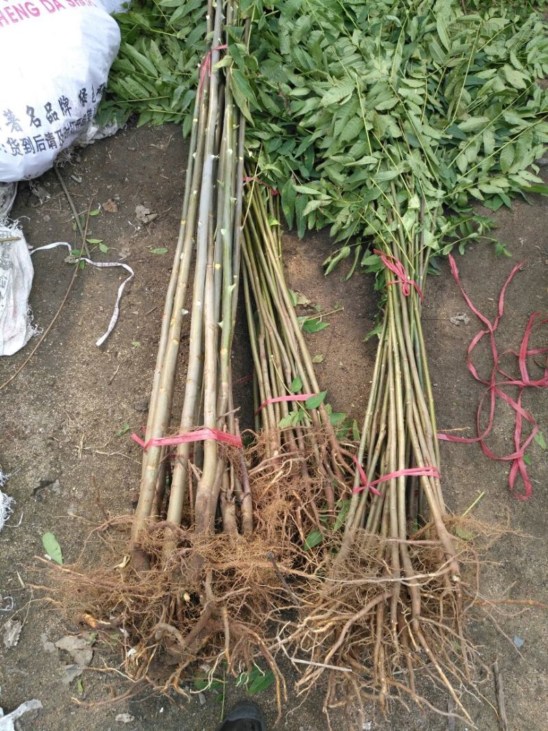 红油香椿苗10cm以下大棚