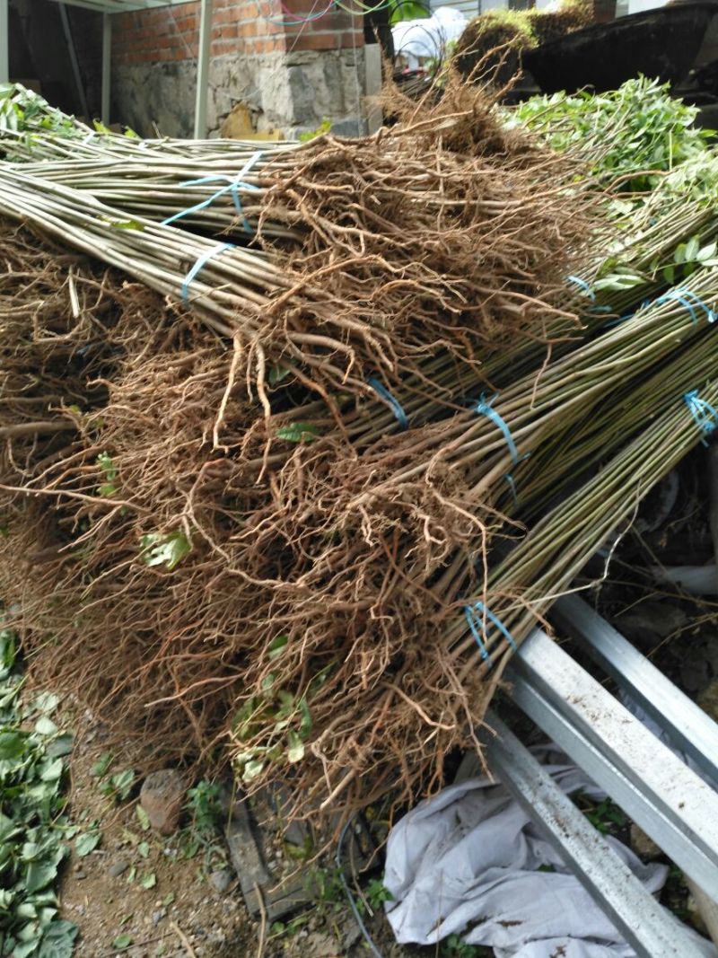 红油香椿苗10cm以下大棚