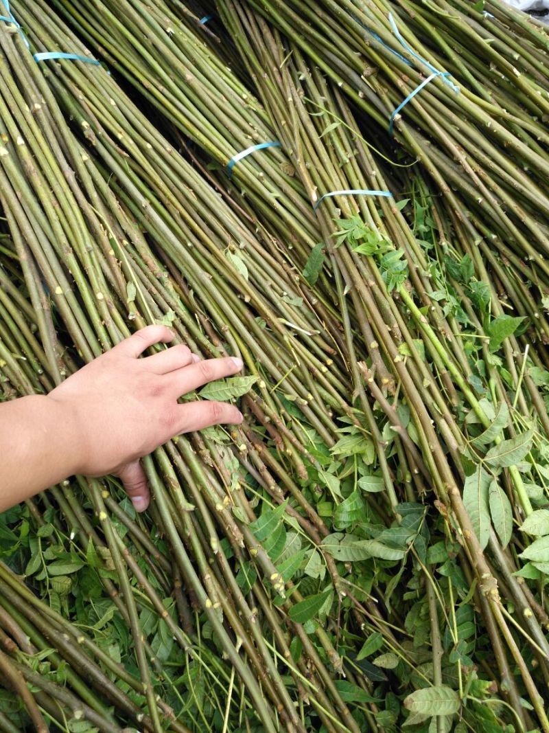 红油香椿苗10cm以下大棚