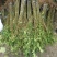 红油香椿苗10cm以下大棚