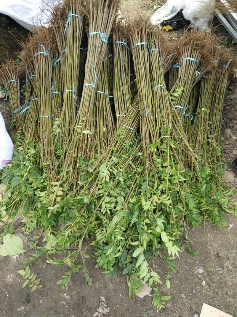 红油香椿苗10cm以下大棚