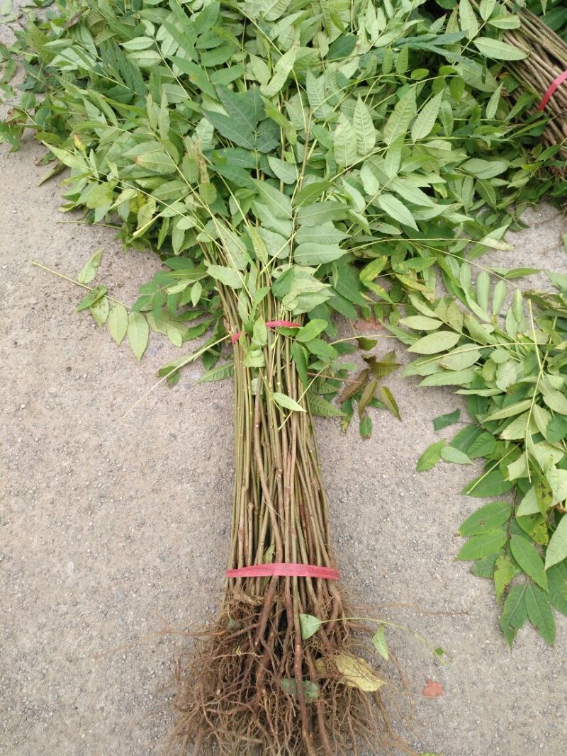 红油香椿苗10cm以下大棚