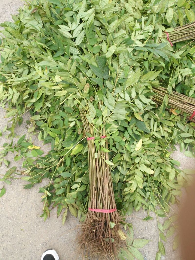 红油香椿苗10cm以下大棚