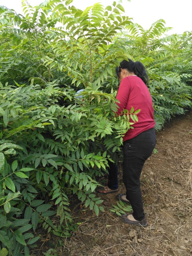 红油香椿苗10cm以下大棚