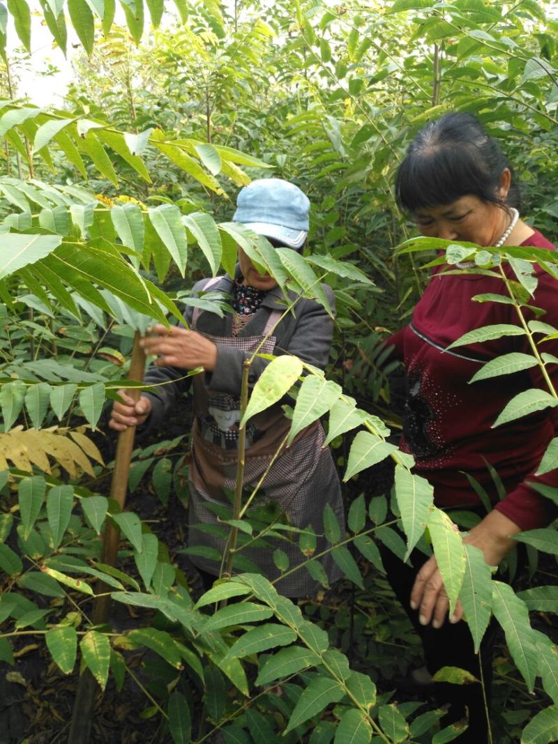 红油香椿苗10cm以下大棚
