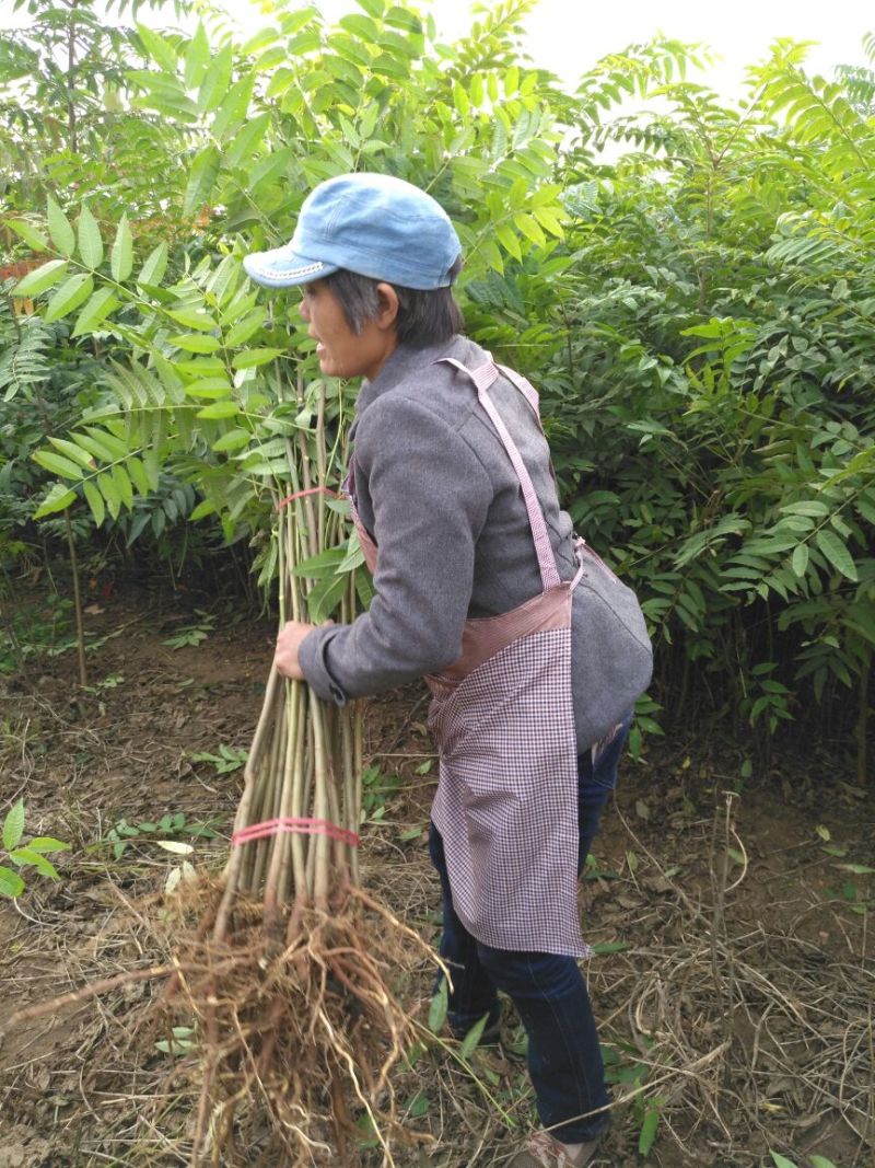 红油香椿苗10cm以下大棚