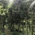 滇润楠4~5m