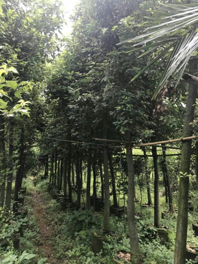 滇润楠4~5m