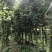 滇润楠4~5m