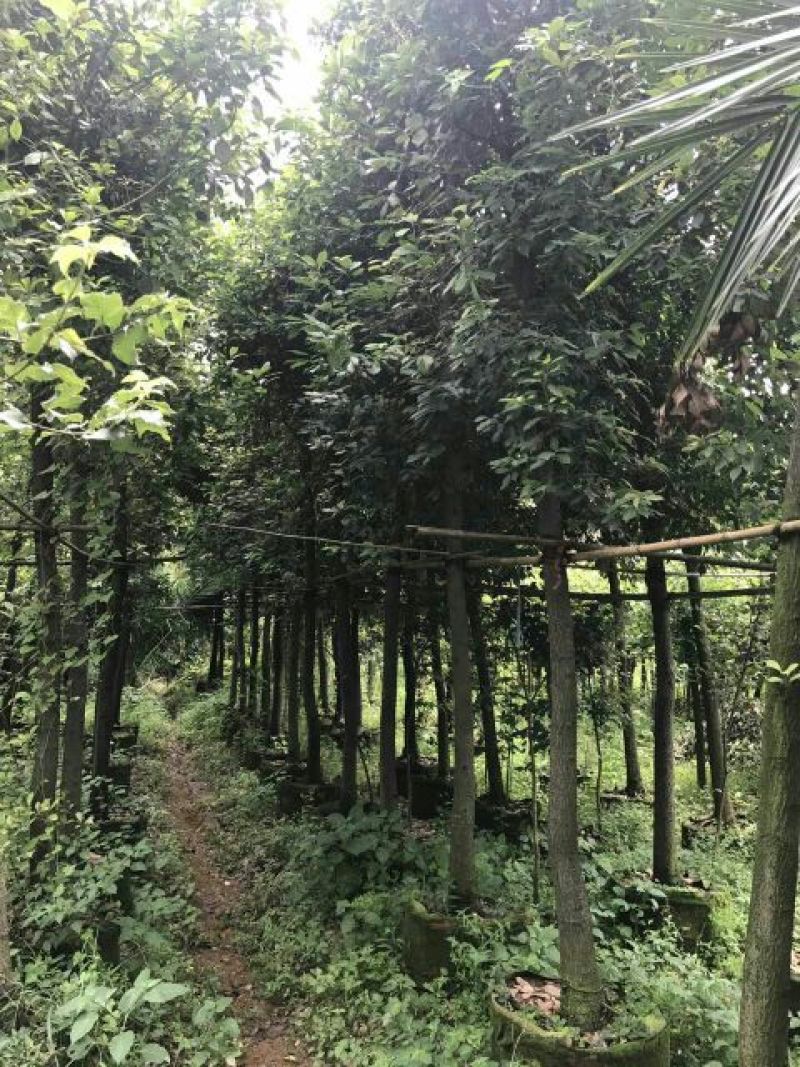 滇润楠4~5m
