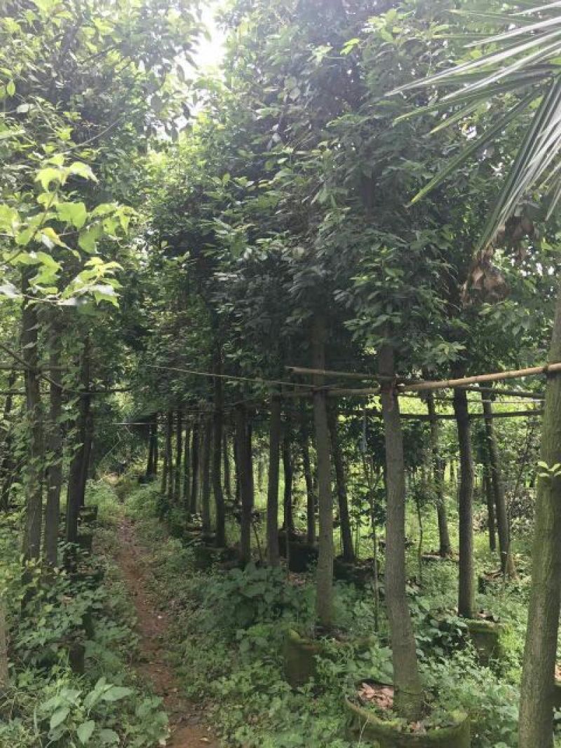 滇润楠4~5m