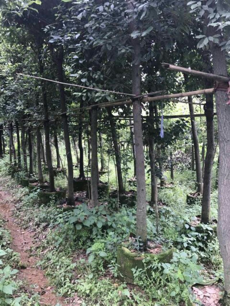 滇润楠4~5m