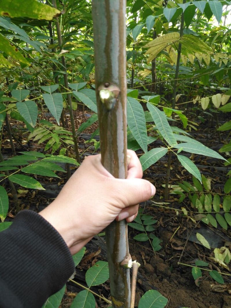 红油6号香椿苗10cm以下大棚