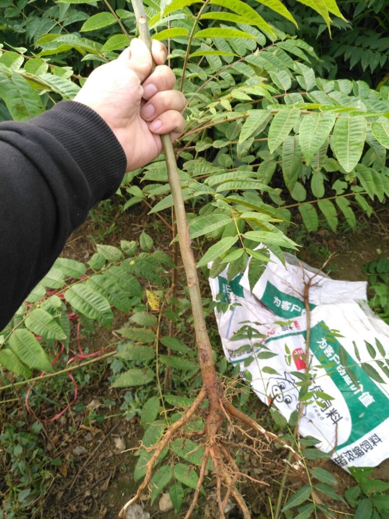 红油6号香椿苗10cm以下大棚