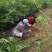 红油6号香椿苗10cm以下大棚