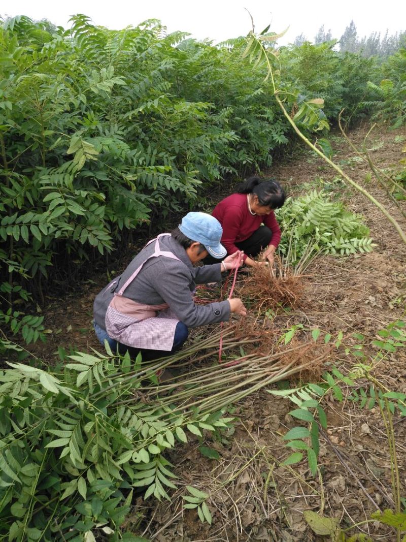 红油6号香椿苗10cm以下大棚