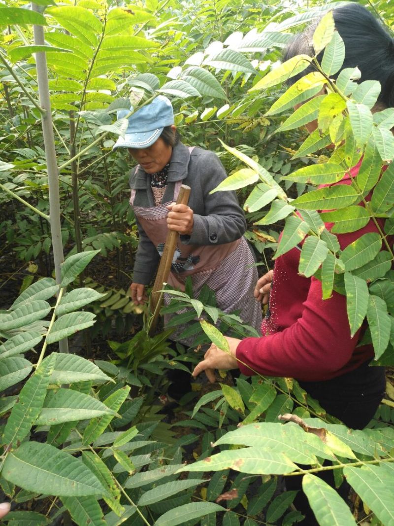 红油6号香椿苗10cm以下大棚