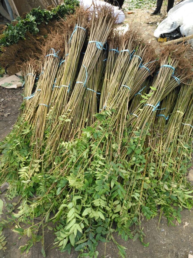 红油6号香椿苗10cm以下大棚