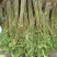 红油6号香椿苗10cm以下大棚