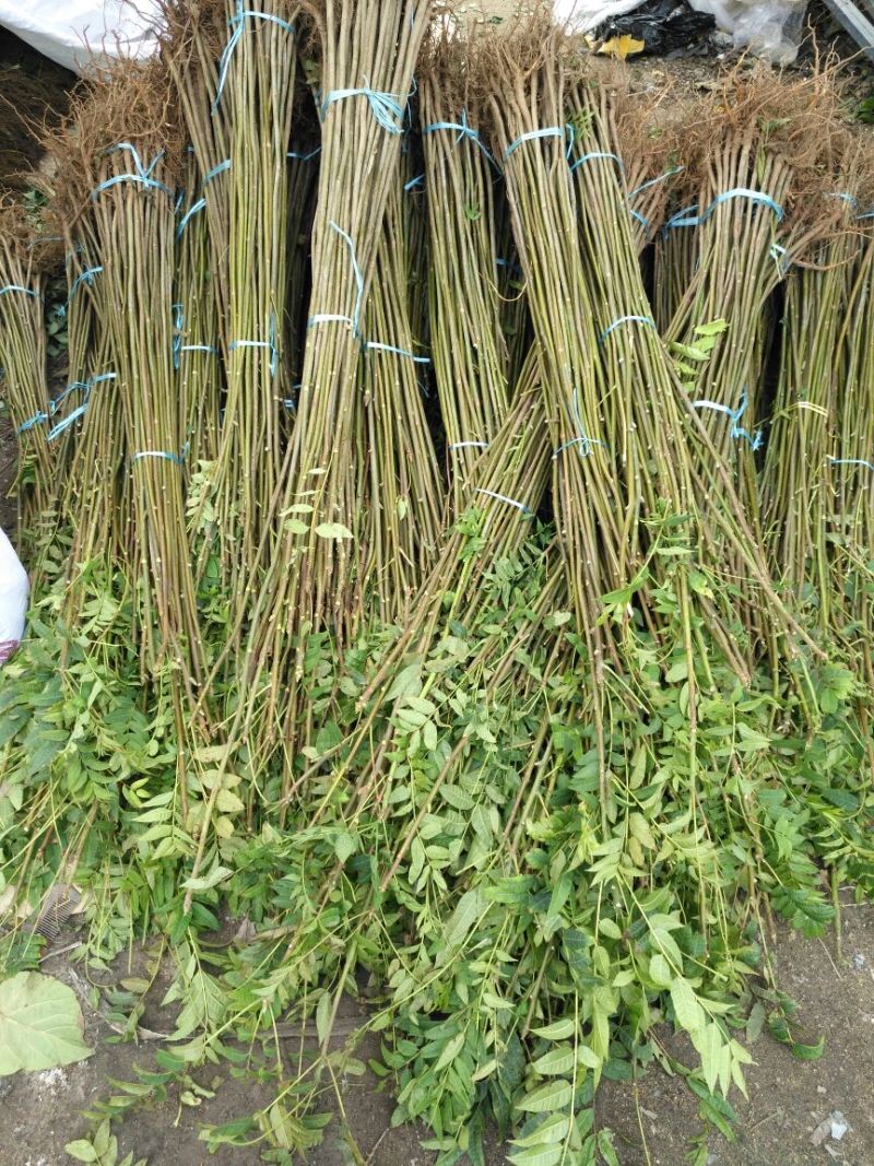 红油6号香椿苗10cm以下大棚