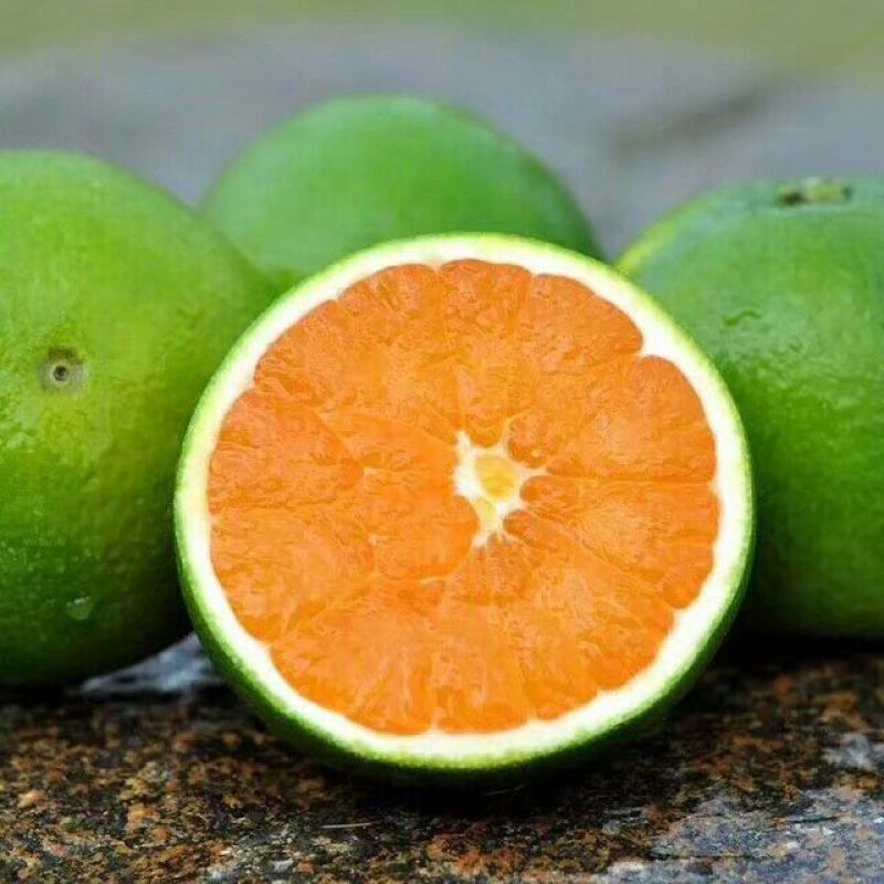 九月红脐橙支持一件代发