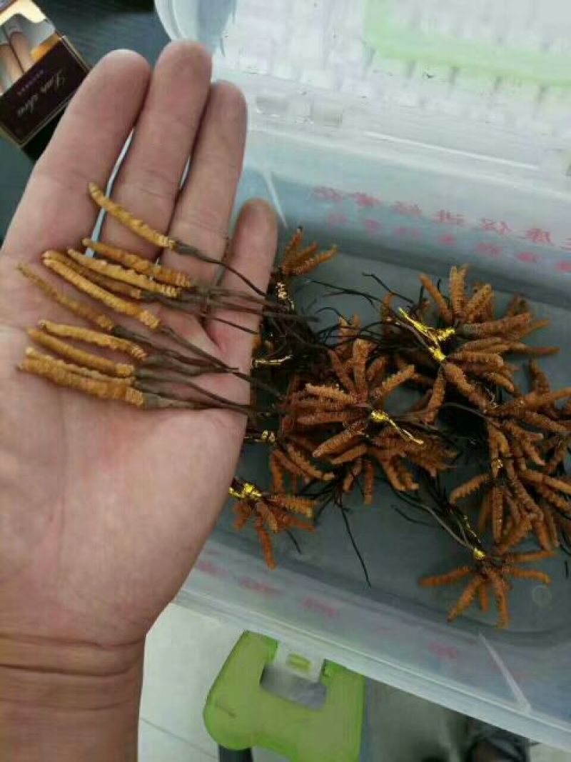 冬虫夏草盒装