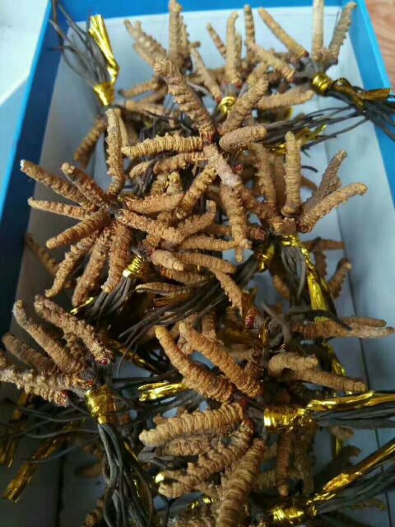 冬虫夏草盒装