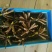 冬虫夏草盒装