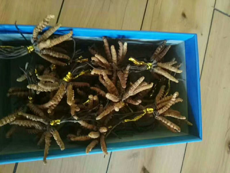 冬虫夏草盒装