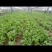 精品菠菜20一25公分