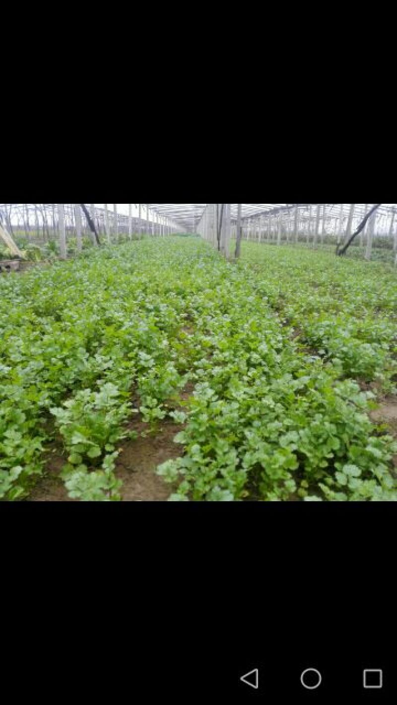 精品菠菜20一25公分