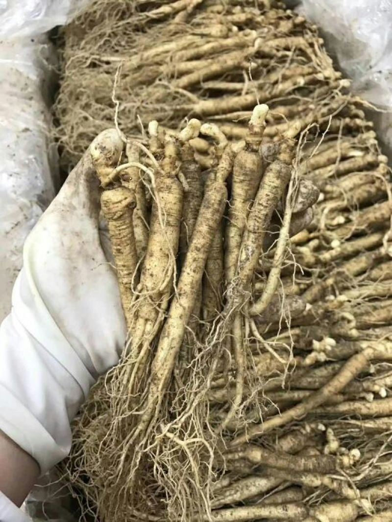 吉林人参鲜