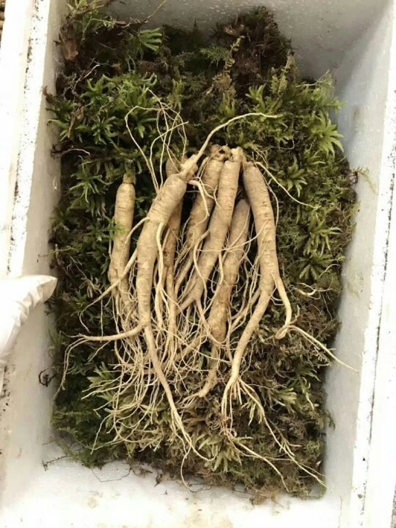 吉林人参鲜
