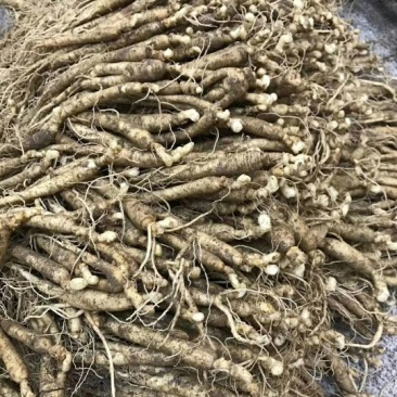 吉林人参鲜