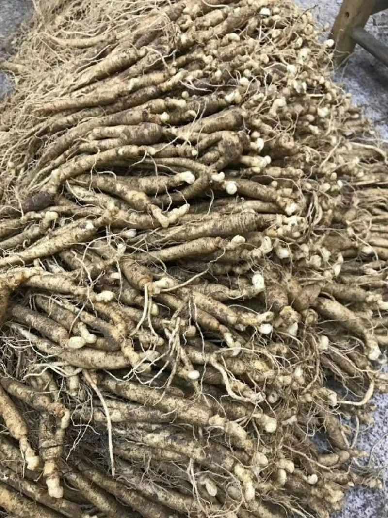 吉林人参鲜