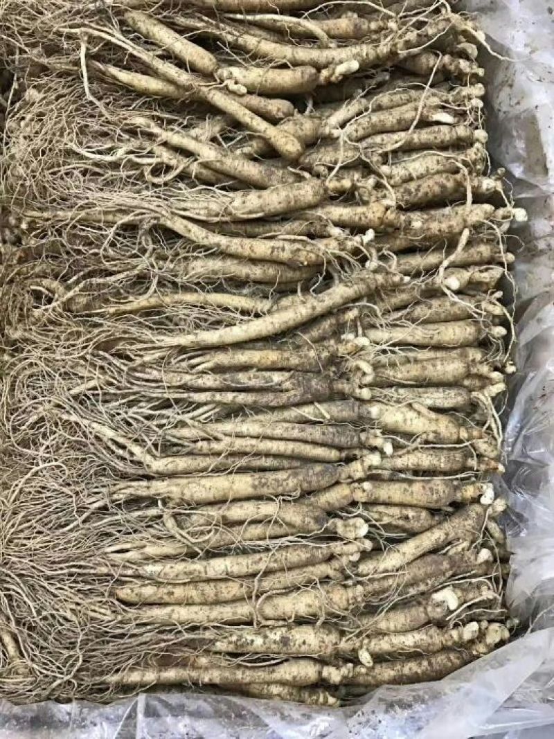 吉林人参鲜